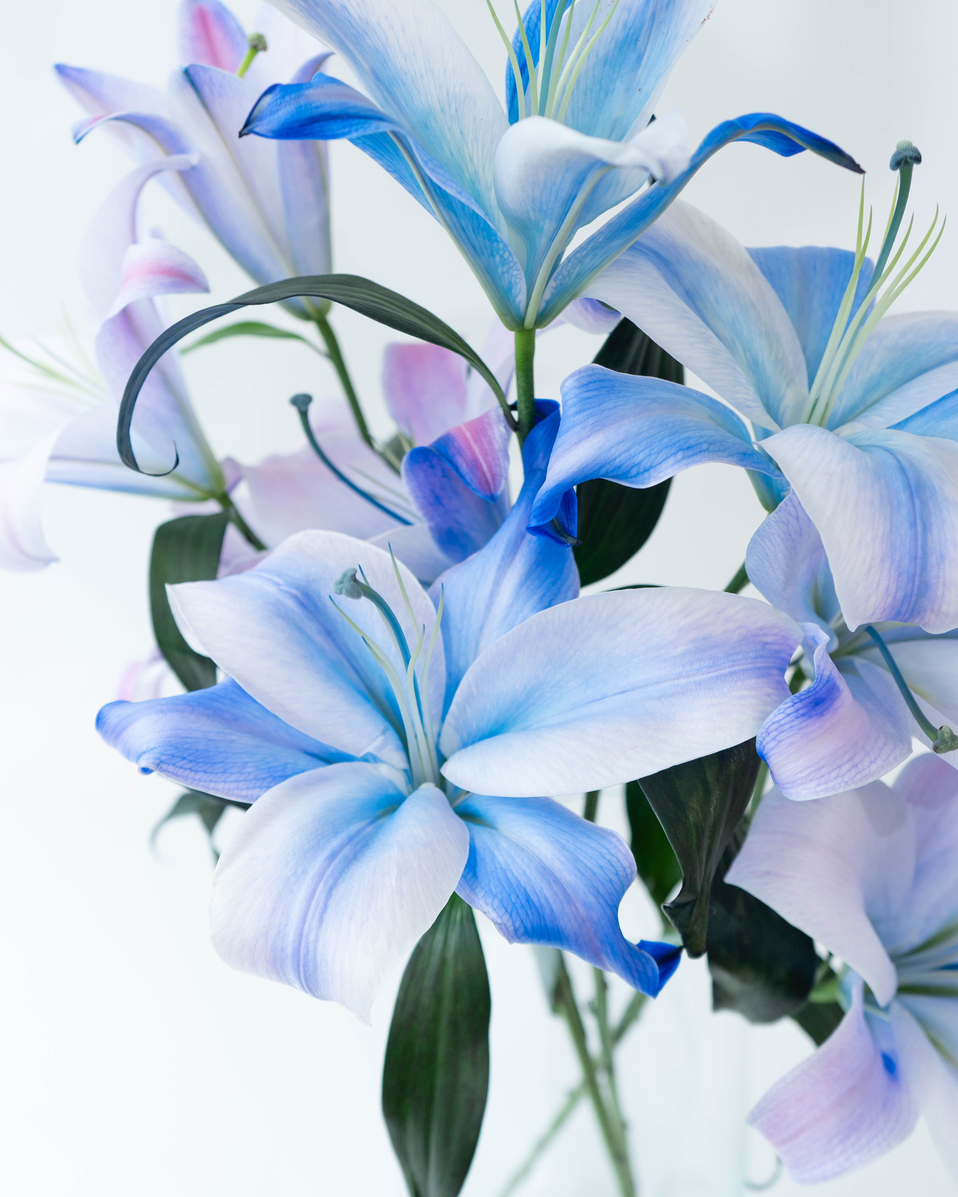 産地直送 染めオリエンタル百合 花束 (3本入り) ／新潟 フラワー