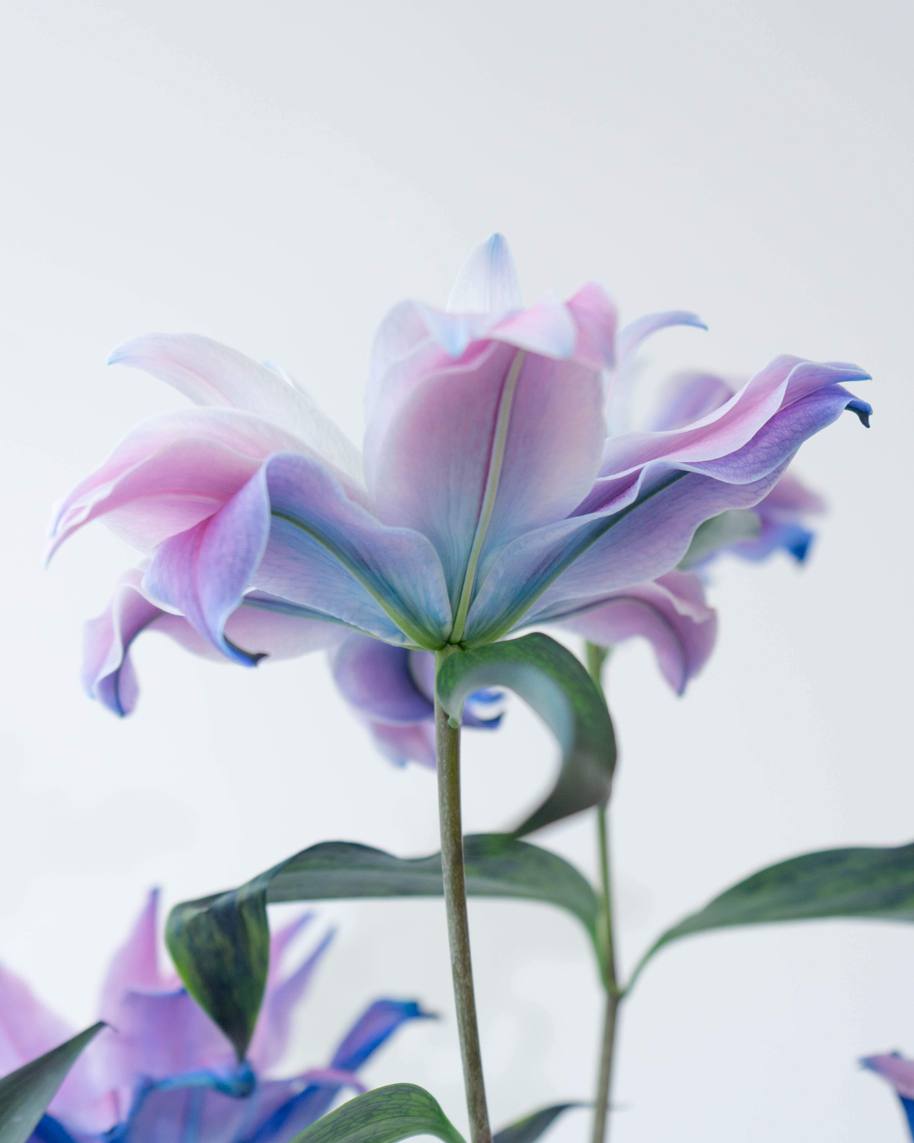 そ○生花パインリリー&アレサ八重百合 生花】八重咲きオリエンタルユリ (ピンク系)ピンク八重
