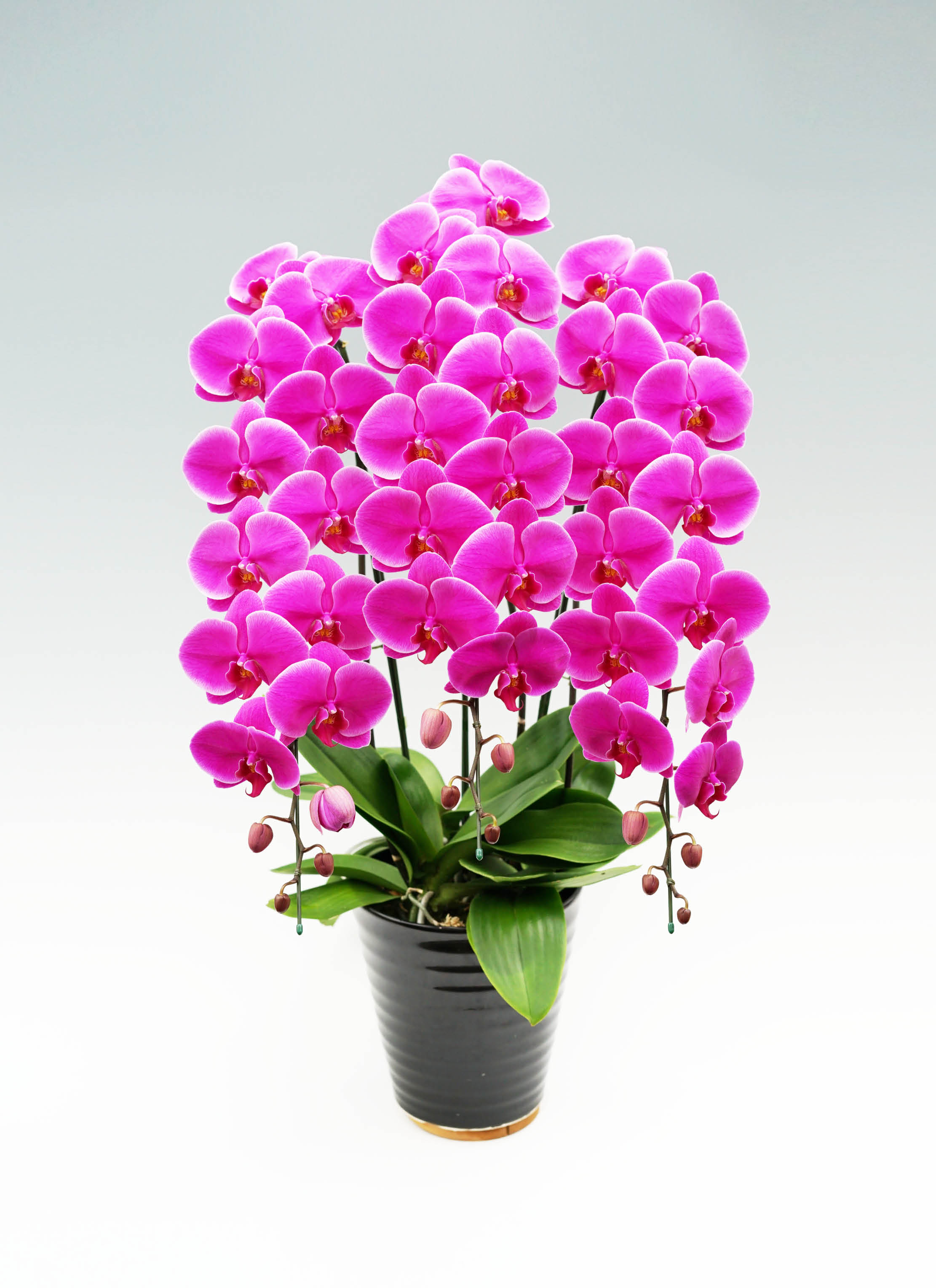 りん5※整理整頓中さま専用ノンホールチョウバネ りん5※整理整頓中さま専用ノンホールチョウバネ アクセサリー