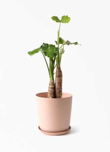 alocasia-863_1.jpg?1750989890