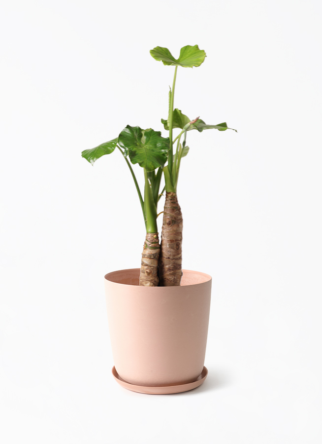 観葉植物 アロカシア 8号 オドラ（クワズイモ） エステリ ピンク 付き