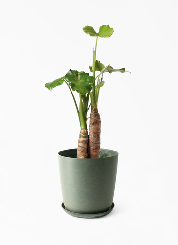 alocasia-862_1.jpg?1750989922