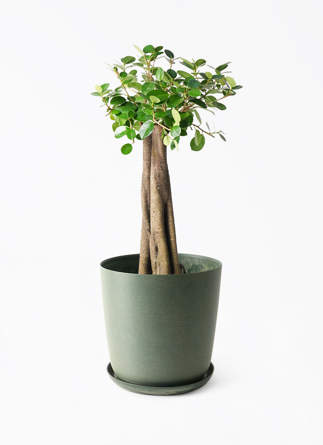 観葉植物 ガジュマル 8号 パンダ 朴仕立て エステリ グリーン 付き