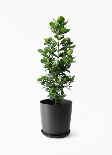 観葉植物 クルシア ロゼア プリンセス 8号 エステリ ブラック 付き