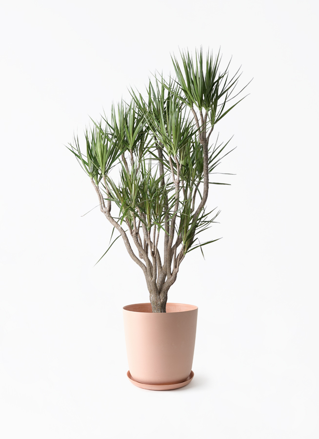 観葉植物 ドラセナ コンシンネ 10号 一本立ち エステリ ピンク 付き