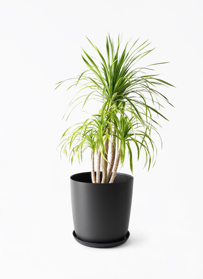 dracaena-canbodiana-425_1.jpg?