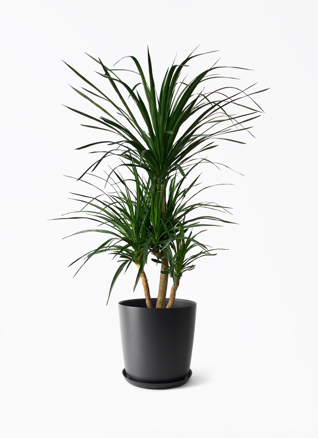 観葉植物 ドラセナ カンボジアーナ 10号 エステリ ブラック 付き