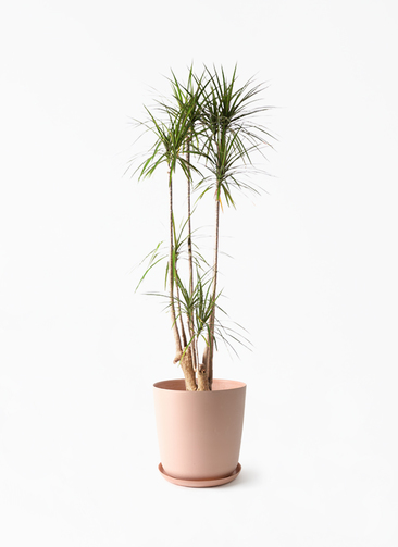 concinna-721_1.jpg?1750990161