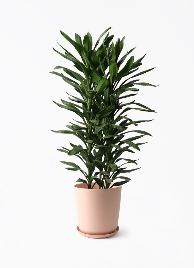 観葉植物 ドラセナ グローカル 10号 エステリ ピンク 付き | 観葉植物