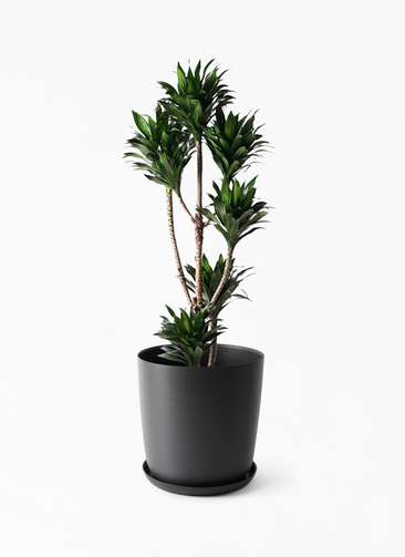 dracaena-compacta-481_1.jpg?