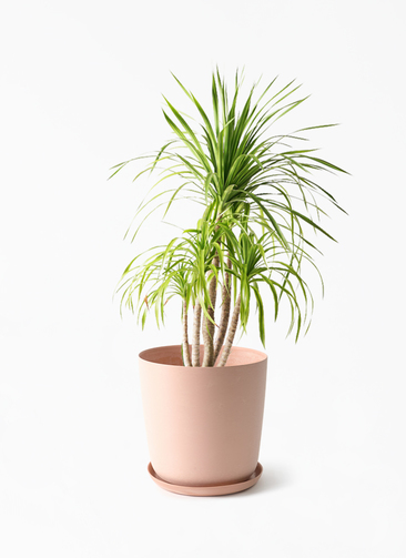 dracaena-canbodiana-428_1.jpg?