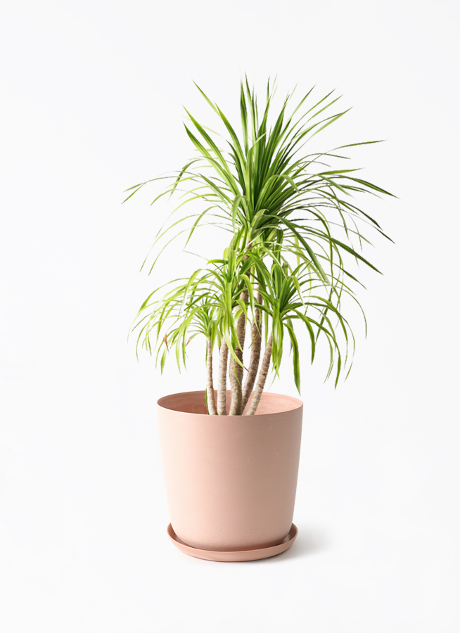 dracaena-canbodiana-428_1.jpg?