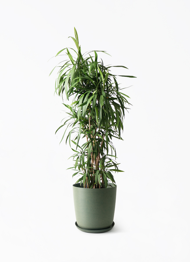 観葉植物 コルジリネ ストリクタ cordyline-stricta-131_1.jpg?