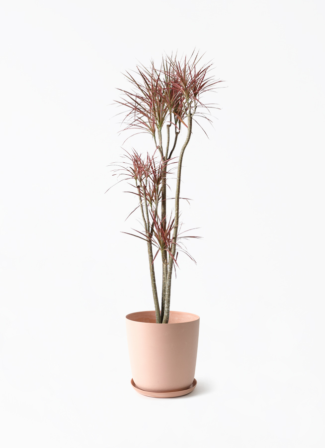 観葉植物 ドラセナ コンシンネ レインボー 8号 ストレート エステリ