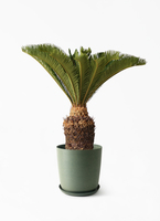 cycas-revoluta-506_1.jpg?