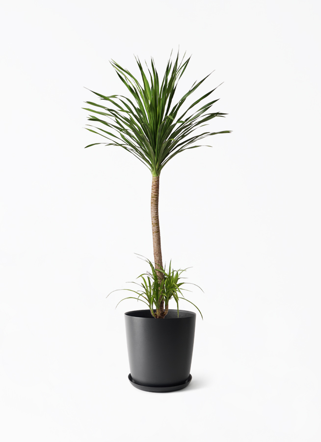dracaena-canbodiana-429_1.jpg?