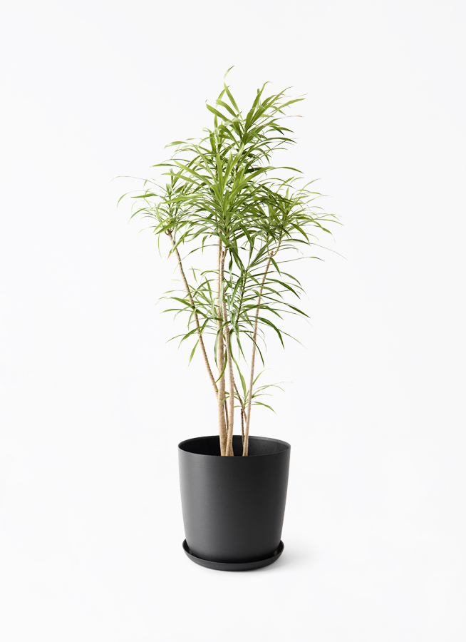 観葉植物 ドラセナ リフレクサ 8号 エステリ ブラック 付き | 観葉植物