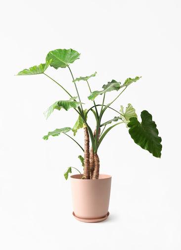 観葉植物　アロカシアハートいも　8寸　高さ105㎝　希少　クワズイモ alocasia-867_1.jpg?1750990311