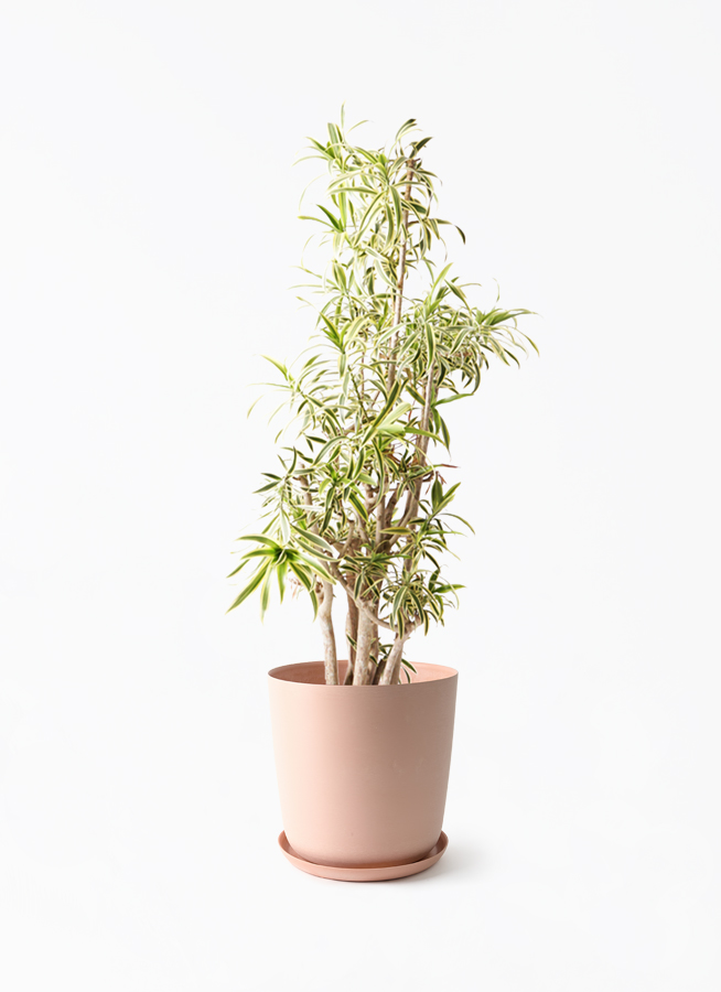 観葉植物 ドラセナ ソング オブ インディア 10号 エステリ ピンク 付き