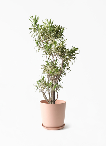 dracaena-song-of-india-334_1.