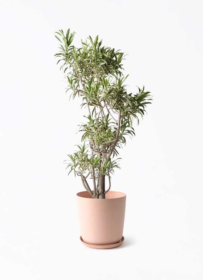 観葉植物 ドラセナ ソング オブ インディア 8号 エステリ ピンク 付き