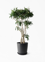 オブ ソング ドラセナ 観葉植物 ドラセナ　ソングオブジャマイカ　苗　バラ売り ジャマイカ ラッシュバスケット 8号 フラワー・ガーデニング