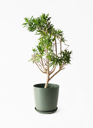 観葉植物 ドラセナ ソング オブ ジャマイカ 8号 エステリ グリーン
