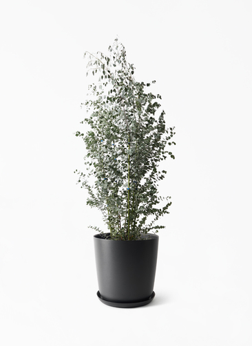 eucalyptus-gunnii-608_1.jpg?