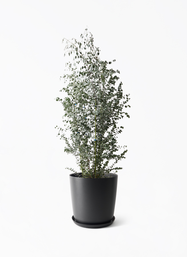 植物、観葉植物 ユーカリ2．5メートル ユーカリ | 観葉植物の通販ならHitoHana（ひとはな）