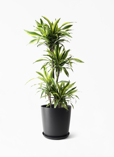 dracaena-warneckii-496_1.jpg?