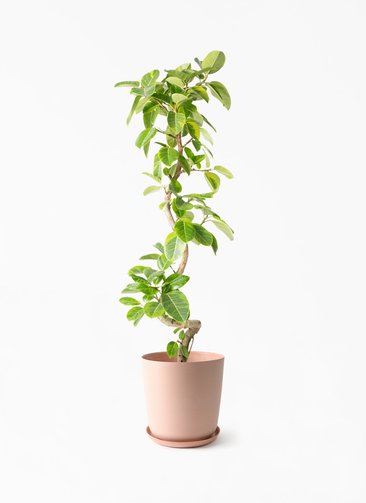 観葉植物 フィカス アルテシーマ 10号 曲り エステリ ピンク 付き