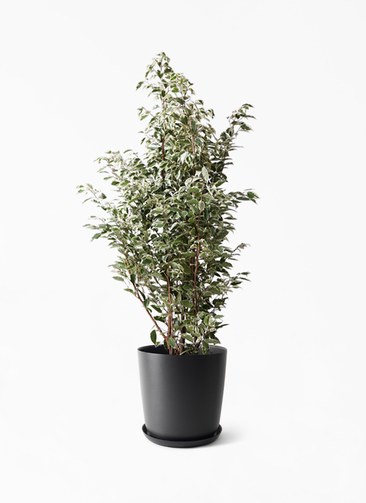 ficus-benjamina-1411_1.jpg?