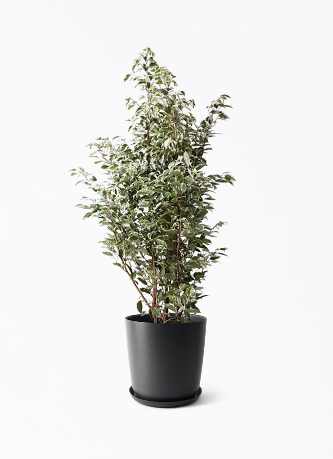 ficus-benjamina-1411_1.jpg?