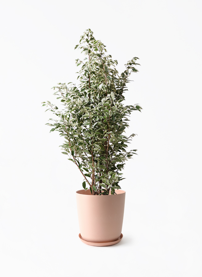 ficus-benjamina-1417_1.jpg?