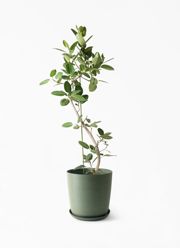 観葉植物 フィカス ベンガレンシス 10号 曲り エステリ グリーン 付き