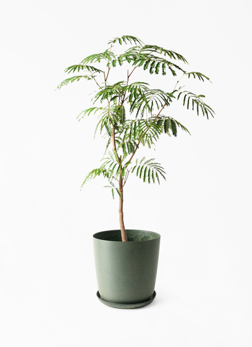 観葉植物 エバーフレッシュ 8号 ボサ造り エステリ グリーン 付き