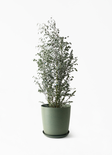 eucalyptus-gunnii-610_1.jpg?