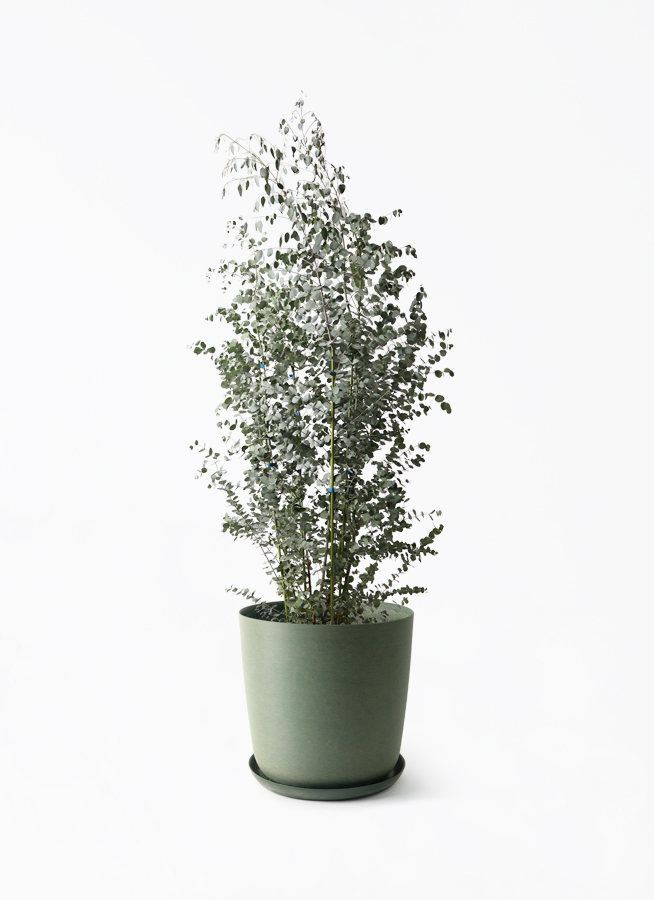 ruka＊ユーカリと針葉樹　黒い森のリース＊№670 他2点 eucalyptus-gunnii-610_1.jpg?