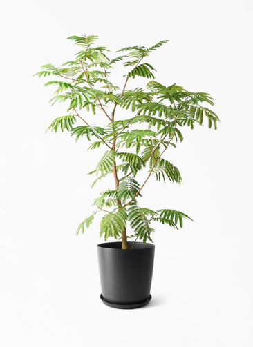 everfresh-1070_1.jpg?1750991352