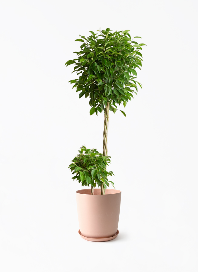 観葉植物 フィカス ベンジャミン 10号 玉造り エステリ ピンク 付き