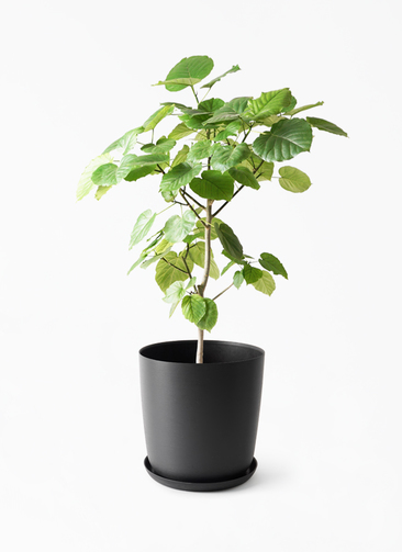フィカス ウンベラータ 8号 S-shaped Triple head ficus-umbellata-1313_1.jpg?