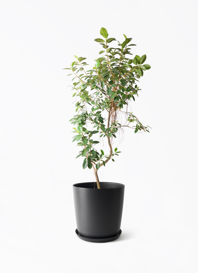ficus-rubiginosa-magari-445_1.