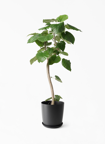 観葉植物 フィカス ウンベラータ 8号 曲り エステリ ブラック 付き