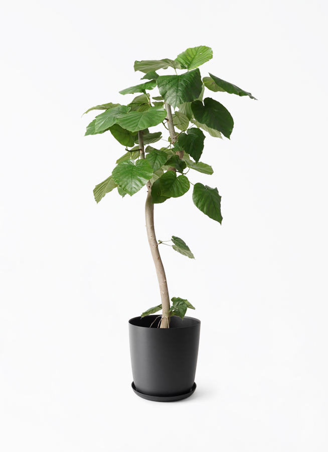 フィカス ウンベラータ 8号 137cm Spiral tree form 観葉植物 フィカス ウンベラータ 8号 曲り エステリ ブラック 付き