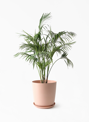 観葉植物 ケンチャヤシ 10号 エステリ ピンク 付き | 観葉植物なら
