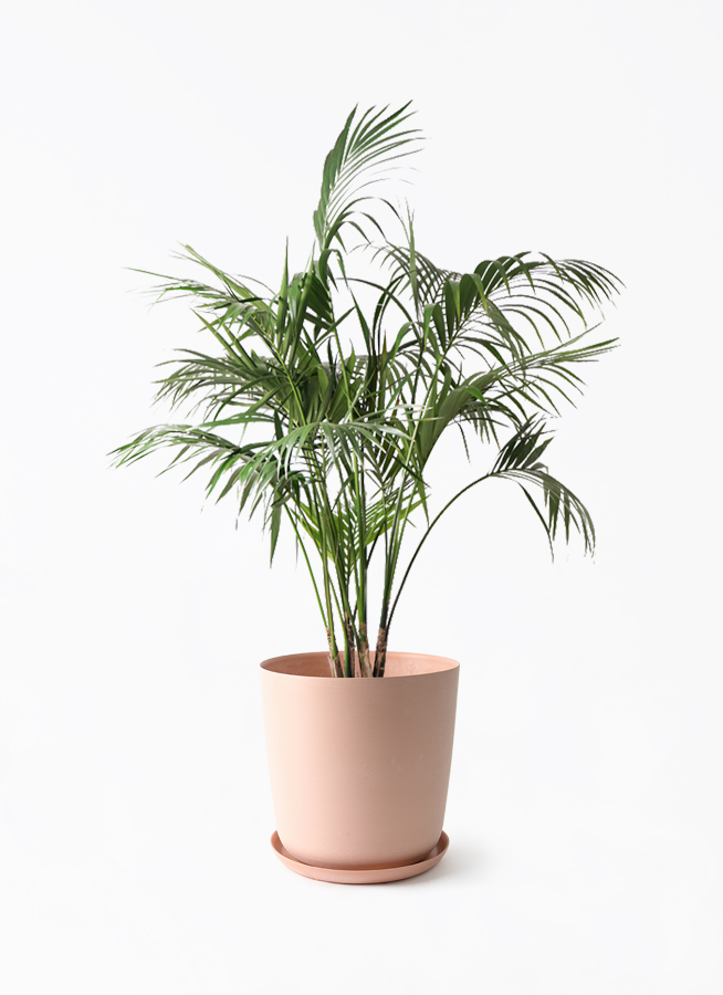 howea-forsteriana-358_1.jpg?