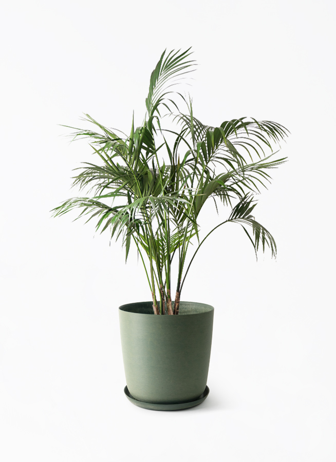 観葉植物 ケンチャヤシ 10号 エステリ グリーン 付き | 観葉植物なら