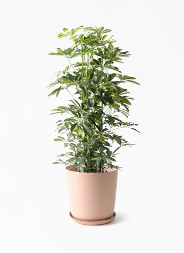シェフレラ・カポック 60cm〜70cm程 ☆ kapok-1010_1.jpg?1750992518