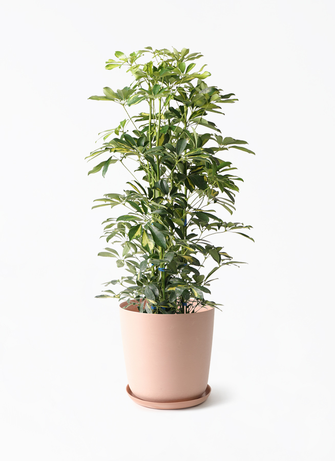 シェフレラ　130cm 8号 花屋店舗管理品！ 観葉植物 シェフレラ（カポック） 8号 斑入り エステリ ピンク 付き