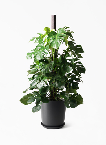 monstera-708_1.jpg?1750992586